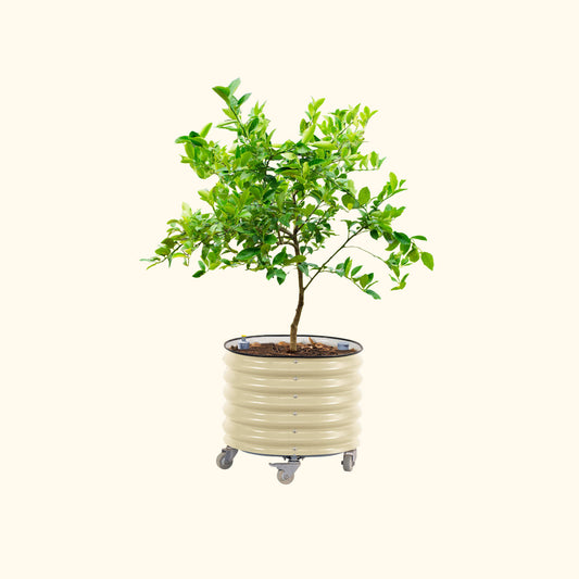 Self-Watering Rolling Citrus Tree Planter 30 Gallon - Gen 3