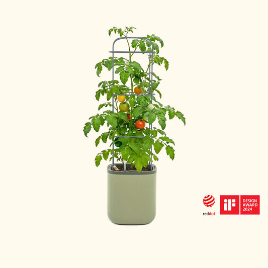 EZ Self-Watering Tomato Planter with Trellis Gen 2