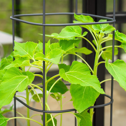 EZ Self-Watering Tomato Planter with Trellis Gen 2