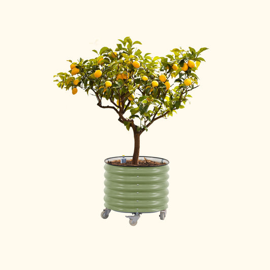 Self-Watering Rolling Citrus Tree Planter 30 Gallon - Gen 2
